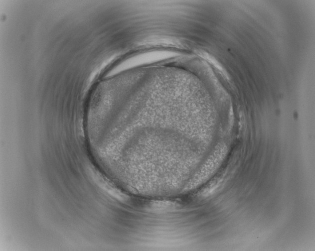 X0000070420399200607072339