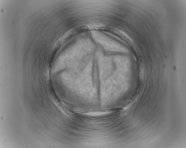 X0000070420405200607072339