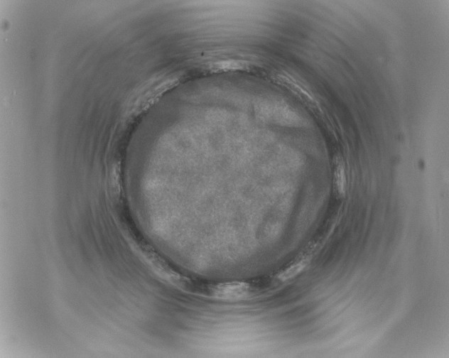 X0000070420410200607072339