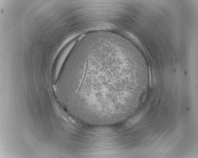 X0000070420435200607072338