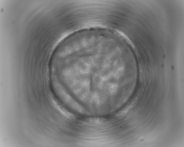 X0000070420439200607072338