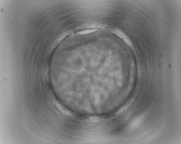 X0000070420441200607072338