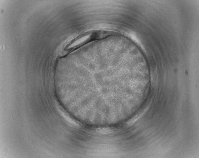 X0000070420445200607072338