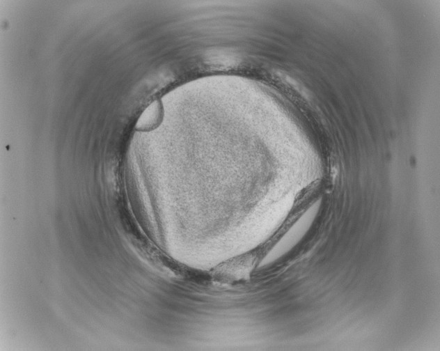 X0000070420455200607072338