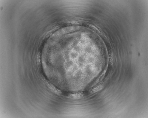 X0000070420466200607072339