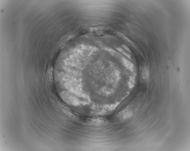 X0000070420475200607072339