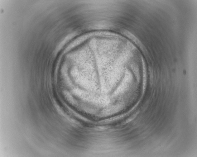 X0000070420482200607072338