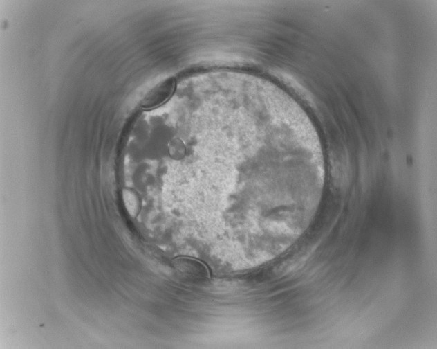 X0000070420487200607072338