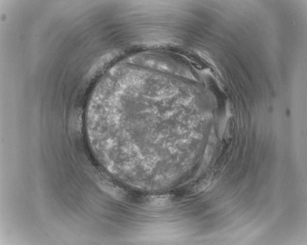 X0000070420495200607072338