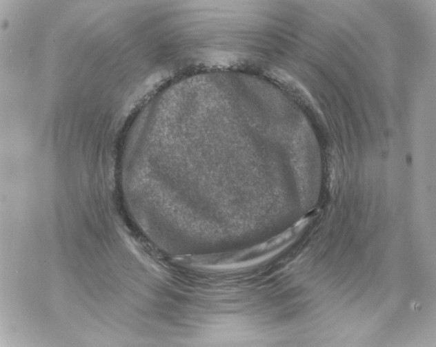 X0000070420496200607072338