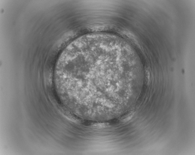 X0000070420499200607072338