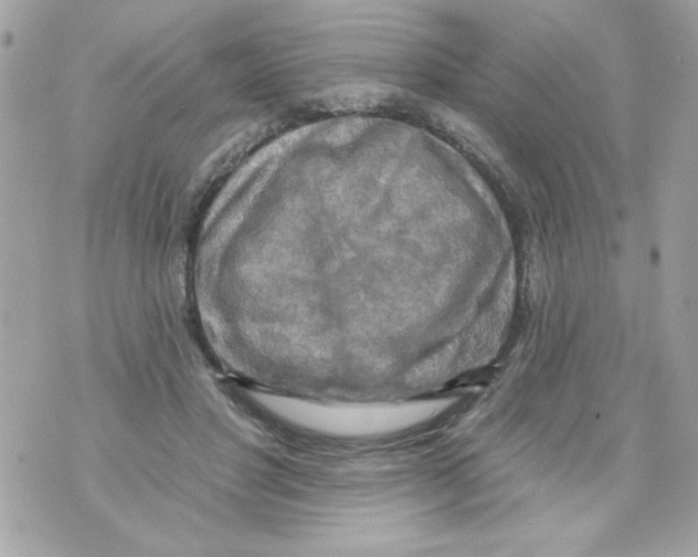 X0000070420501200607072338