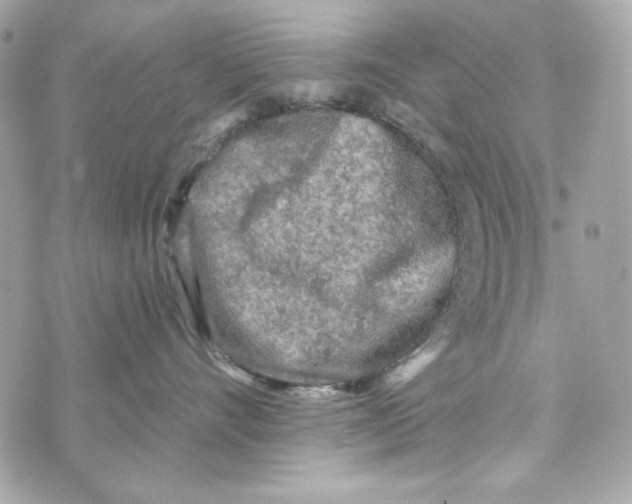 X0000070420528200607072337