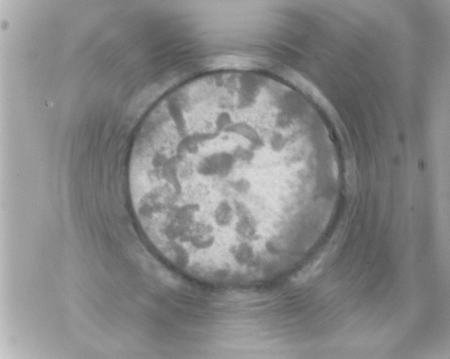 X0000070420529200607072337