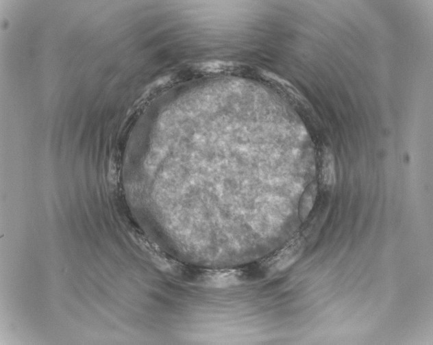 X0000070420569200607072337