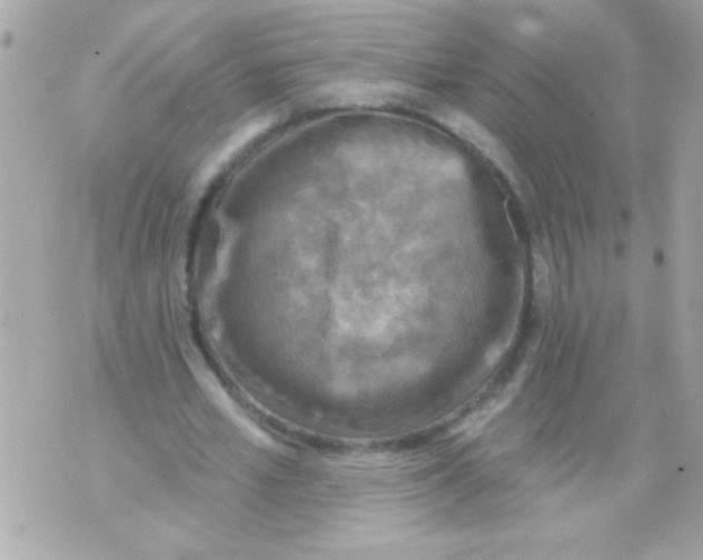 X0000070420581200607072336