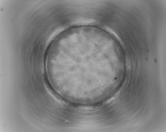 X0000070420582200607072336