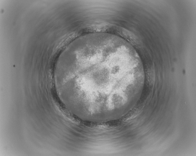 X0000070420594200607072336