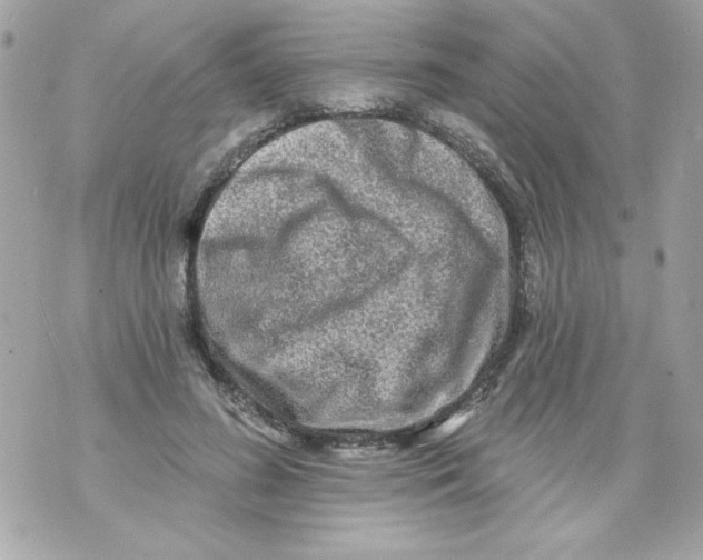 X0000070420596200607072336