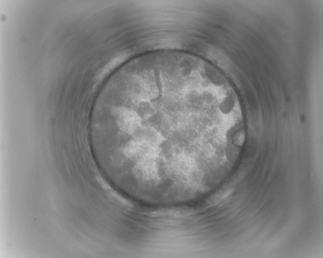 X0000070420625200607072335