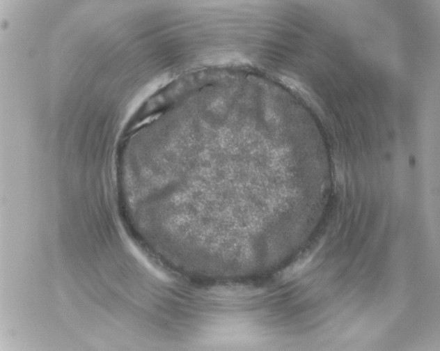 X0000070420630200607072335