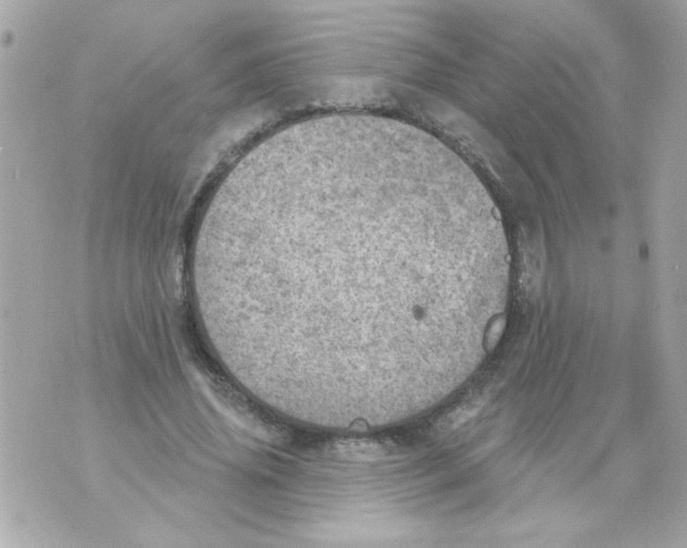 X0000070420636200607072335