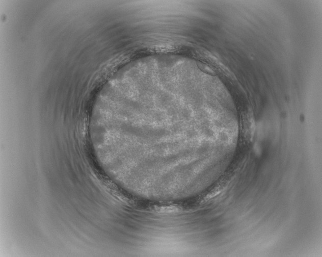 X0000070420645200607072335