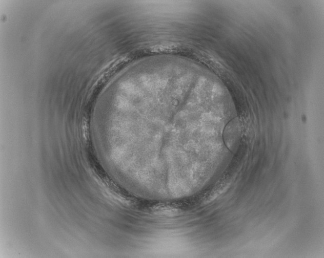 X0000070420648200607072335