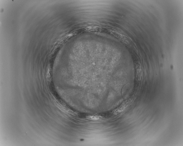 X0000070420654200607072335