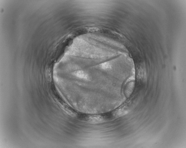 X0000070420666200607072336