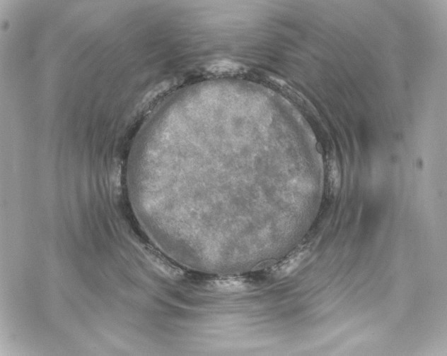 X0000070420668200607072336