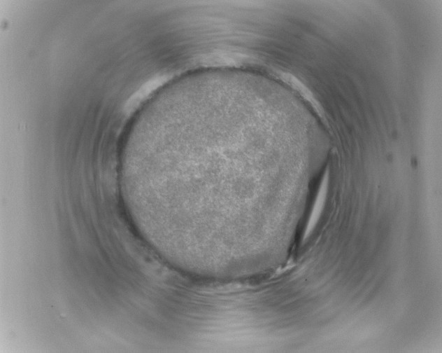 X0000070420675200607072335