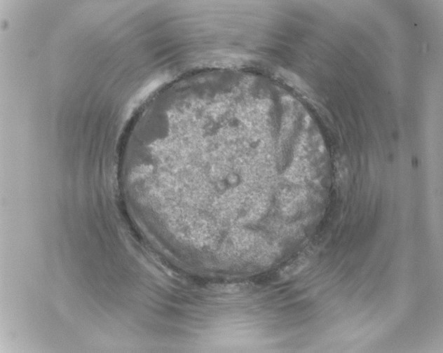 X0000070420679200607072335