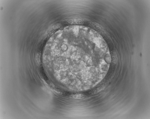 X0000070420695200607072335