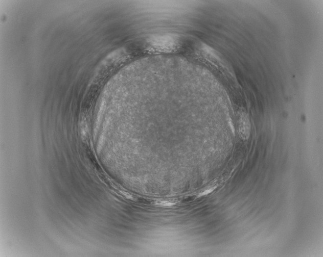 X0000070420701200607072335