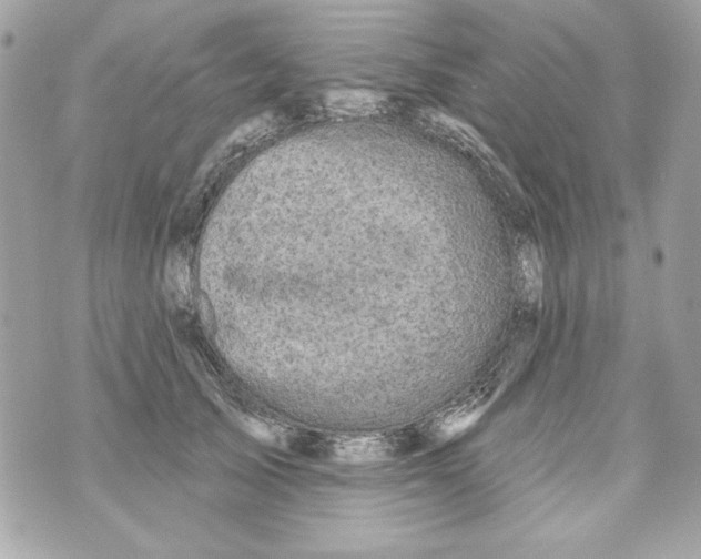 X0000070420705200607072334