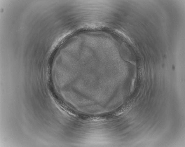 X0000070420736200607072334