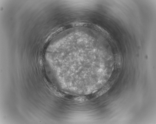 X0000070420761200607072334