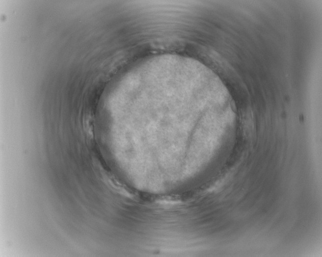 X0000070420770200607072333