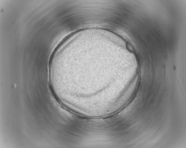 X0000070420844200607072332