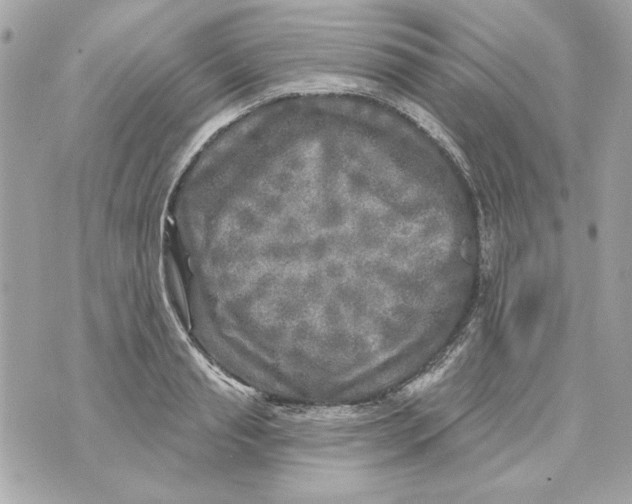 X0000070420845200607072332