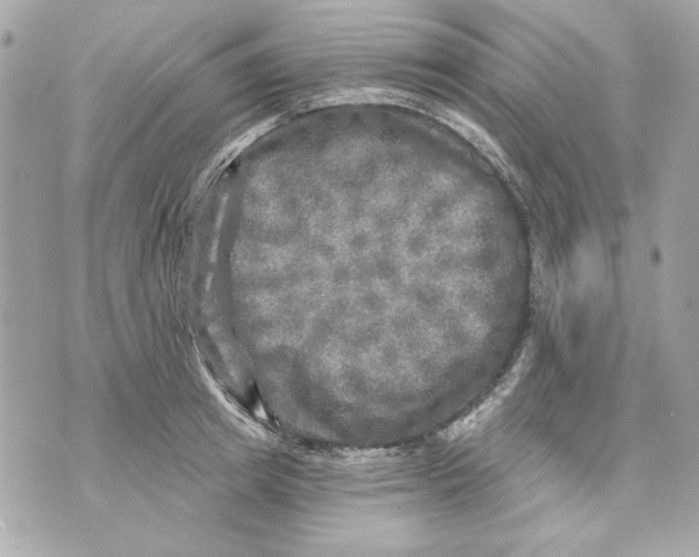 X0000070420849200607072332