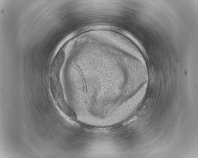 X0000070420861200607072333