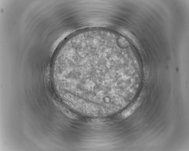 X0000070420875200607072332