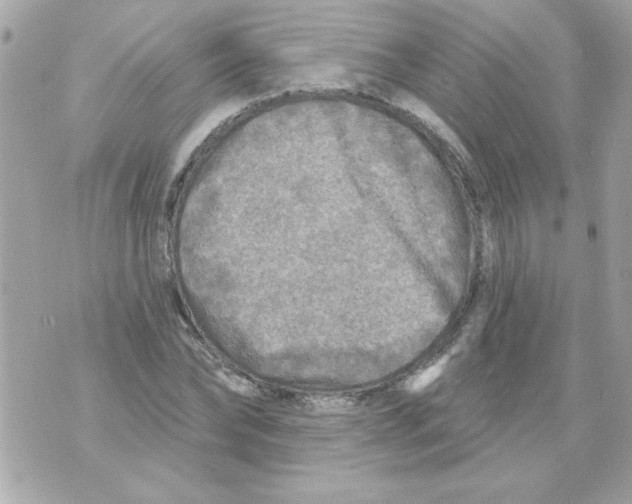 X0000070420878200607072332