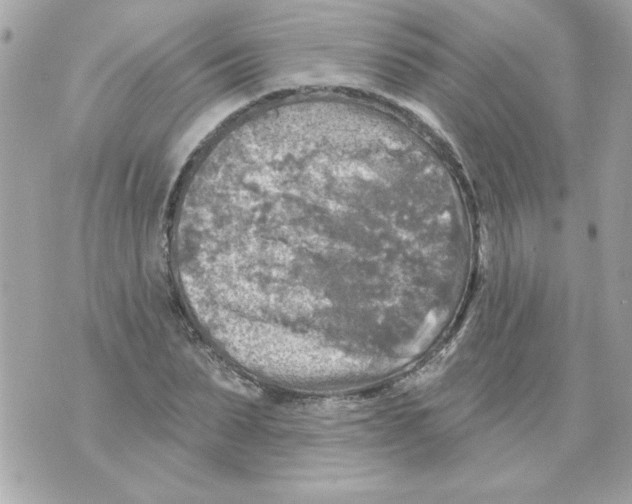 X0000070420879200607072332