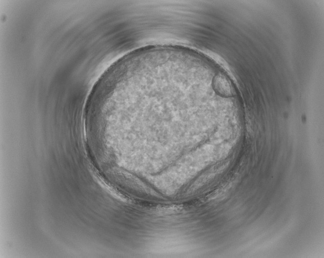 X0000070420887200607072331