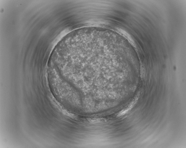 X0000070420899200607072331