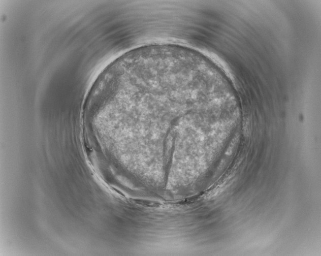 X0000070420903200607072331