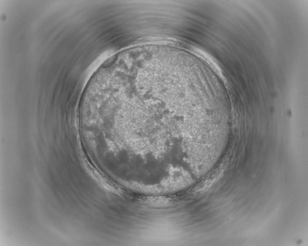 X0000070420907200607072331